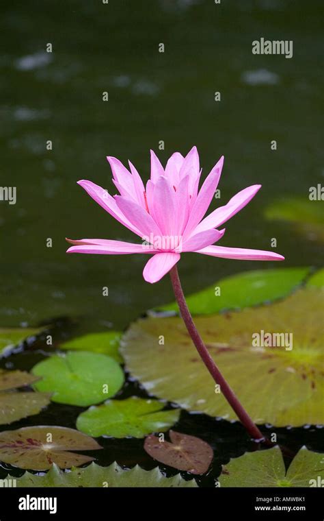 Pink Water Lilies Hi Res Stock Photography And Images Alamy
