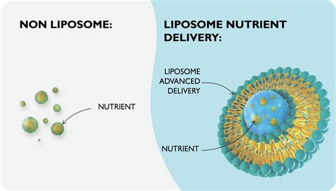 Will This Nutrient Work Why The Form Matters And What Liposomes Are