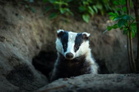 Badger Symbolism And Meaning And The Badger Spirit Animal Uniguide