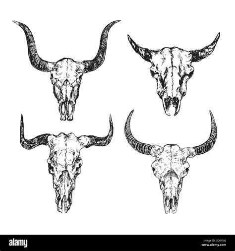 Skulls Of Bulls With Horns Set Hand Drawn Ink Doodle Sketch Outline