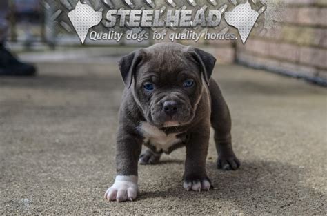 Mmk's nino meets 140lb ciao bella. Steelhead Bullies - Quality Dogs for Quality Homes
