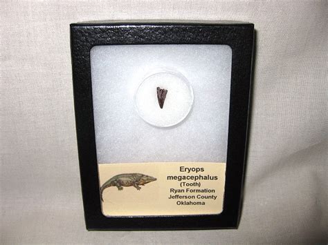 Oklahoma Permian Eryops Amphibian Tooth 5 For Sale