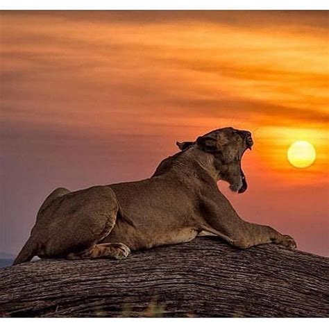 Eating The Sun Or Burping The Sun Animals Wild Animals Photos Lions