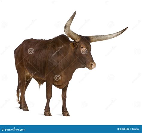 Ankole Watusi Cattle Stock Image 18014047