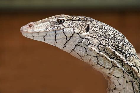 Australian Reptiles In The Arid Outback The Wildlife Diaries