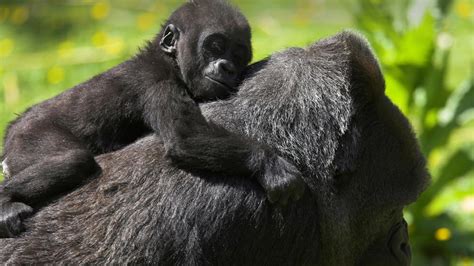 Uganda And Gorillas Overland In Uganda Africa G Adventures