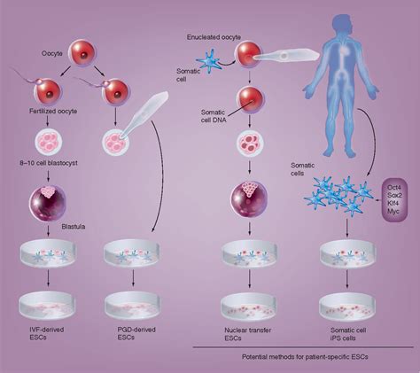 Figure 1 From Induced Pluripotent Stem Cells In Regenerative Medicine