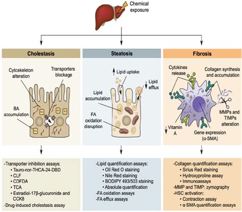 Schematic Representation Of The 3 Main Types Of Liver Specific Toxicity