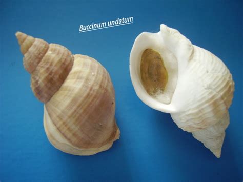 buccinum undatum linnaeus 1758