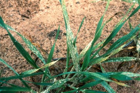 Powdery Mildew Of Wheat Field Crop Diseases Victoria Field Crop