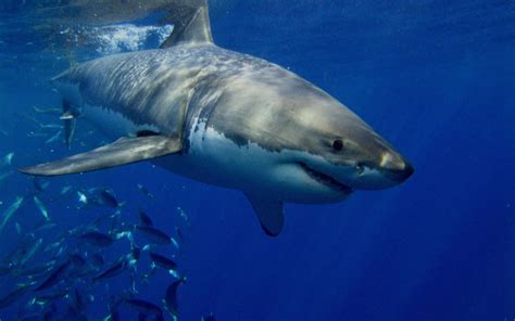 Great White Shark Wallpapers Top Free Great White Shark Backgrounds
