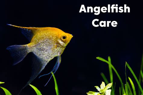 Angelfish Care Lifespan Tank Mates Diet And Health Fish Tank Setups