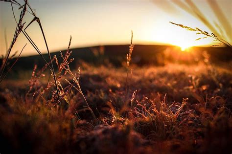 Sunset Grass Sunrise Field Best High Quality Hd Wallpaper Pxfuel