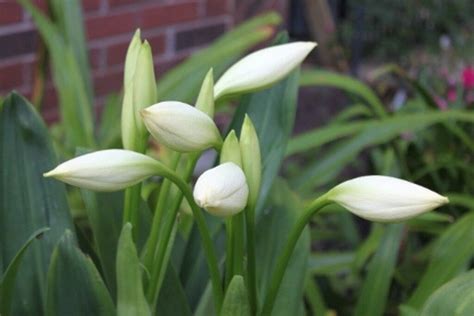 Crinum Powellii Alba Bulbs White Spider Lily Garden 3 5ft Rare Summer