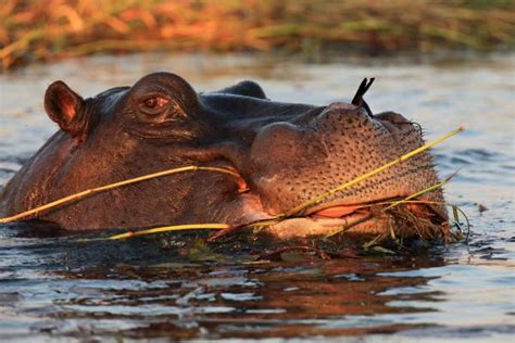 Qué Comen Los Hipopótamos Conoce Su Alimentación
