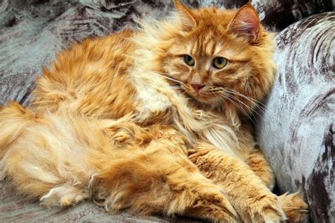 You'll find a wide range of hairball medicine in the form of chews, pastes, gels, gummies, liquids, natural remedies and more. Matted Cat Hair Solution