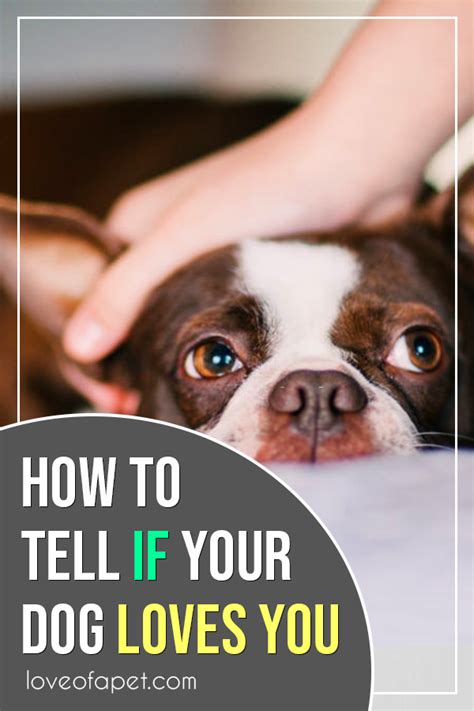 How To Tell If Your Dog Loves You 10 Signs Love Of A Pet Dog Love