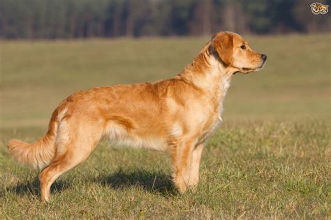 Golden Retriever Dog Breed Facts Highlights And Buying Advice Pets4homes
