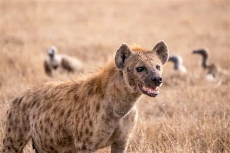 Spotted Hyena Facts Anatomy Diet Habitat Behavior Animals Time