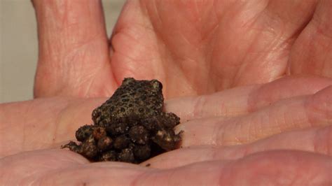 Midwife Toad Amphibians Animals Eden Channel
