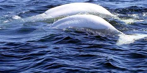 Researchers Puzzle Over Why Beluga Whales In Alaska Havent Recovered