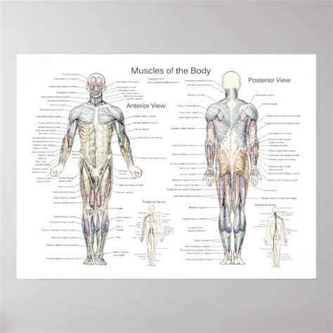 Muscle Anatomy Poster Anterior And Posterior Zazzle