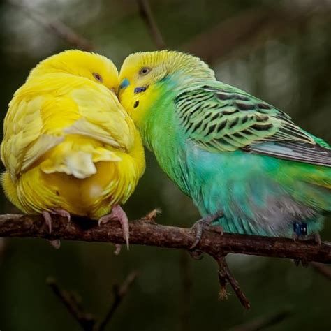 How Do You Select A Healthy Happy Parakeet Windy City Parrot