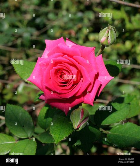 A Rose In Bloom Stock Photo Alamy