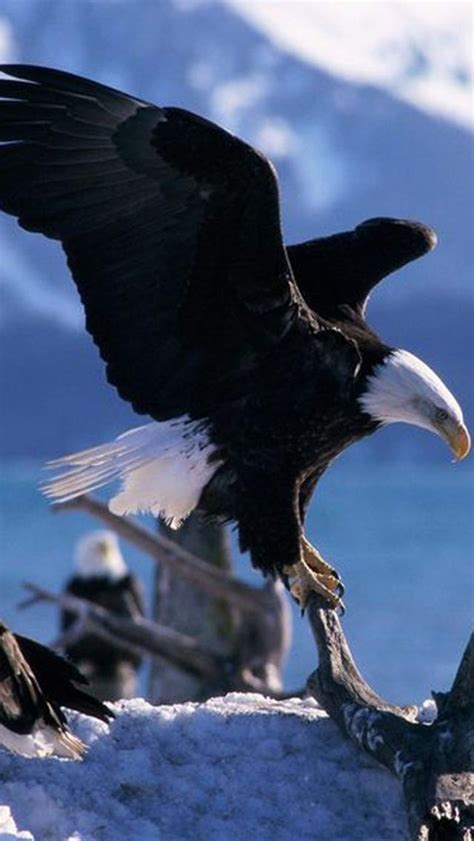 There are around 60 species of eagles worldwide but just 4 in it examines birds of prey in north america in great detail and has some amazing pictures. 328 best images about Bald Eagles I Love on Pinterest | Wildlife photography, Freedom and Bald ...