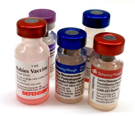 Buy the best distemper vaccines for your cat and kitten at allivet.com. Proper Dog Grammar, The Big K, and Other Funny Stories ...