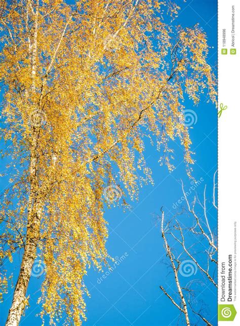 Birch Trees In Autumn Stock Photo Image Of Trunk Beautiful 118948996