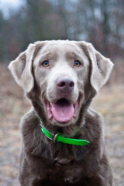 Gray lab puppy big circle eyes no lashes no level. Gray Labrador. handsomedogs | Labrador retriever, Labrador ...