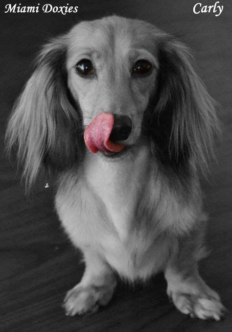 Long Hair Blue Dachshund Doxies Long Low And Loveable Long Haired