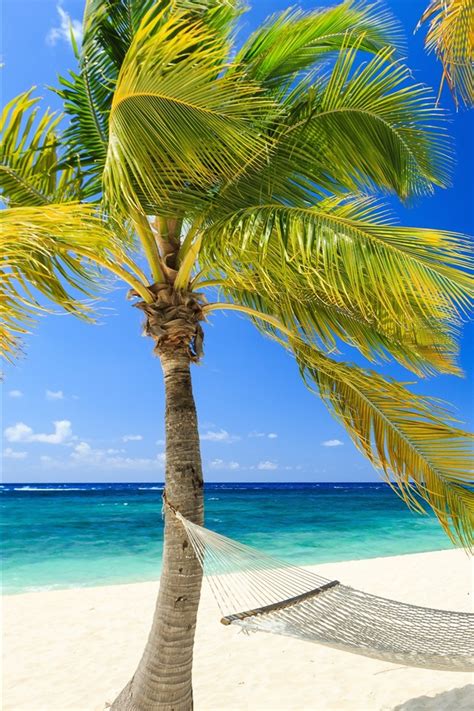 Wallpaper Tropical Paradise Sea Beach Palm Trees Hammock Summer