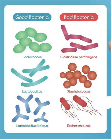 Good Bacteria Bad Bacteria 260