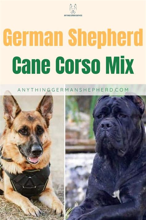 The Rare German Shepherd Cane Corso Mix What Can You Get From This