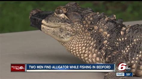 Men Capture Small Alligator In Indiana Youtube
