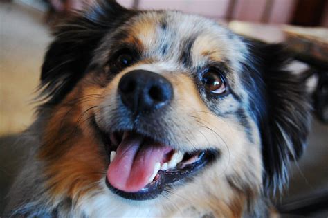 Mini Aussie Haircuts Grooming Advice And Style Guide With Pictures