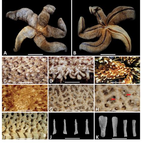 Figure 1 From A Newly Recorded Sea Star Of Genus Henricia Asteroidea