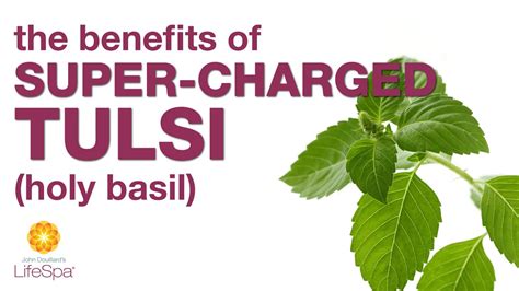 The Benefits Of Super Charged Tulsi Holy Basil John Douillards