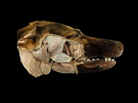 Canine Head Dissected To Reveal The Salivary Glands Wellcome Collection