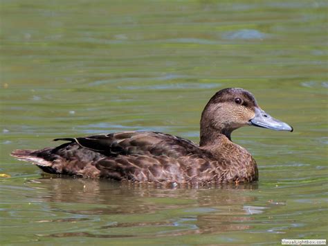 Identify Types Of Dabbling Ducks Wildfowl Photography Photos Of