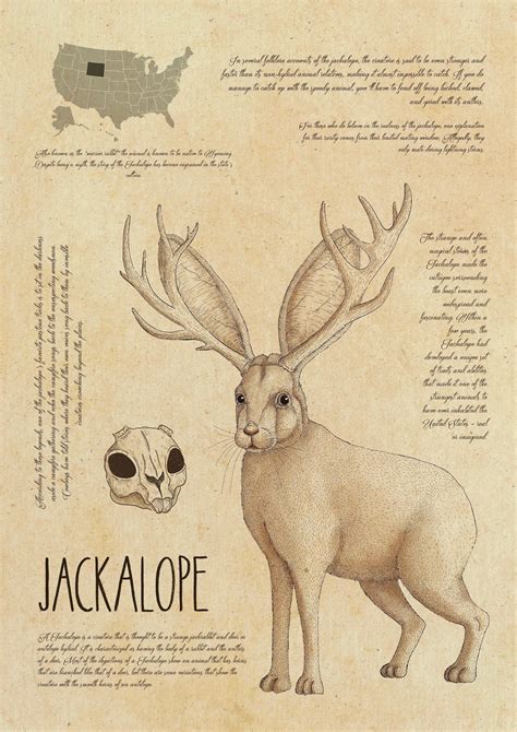 Jackalope American Cryptid A4 Print Etsy Canada Jackalope Not Deer