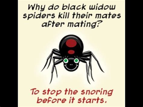 The black widow spider (latrodectus spp.) is a spider notorious for its neurotoxic venom (a toxin that acts specifically on nerve cells). Hair raising Facts About the Black Widow Spider - YouTube
