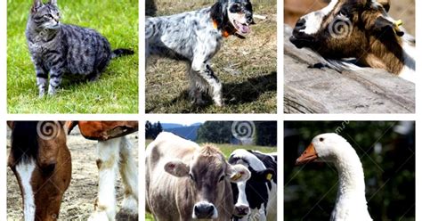 Domestic Animals Collage Wallpapers Gallery