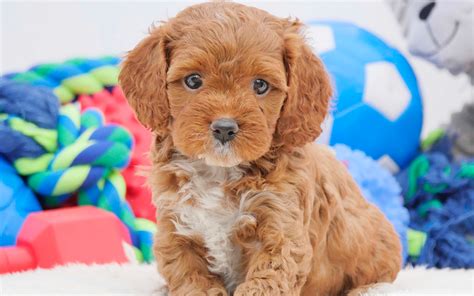Download Wallpapers Cavoodle Small Brown Puppy 4k Cute