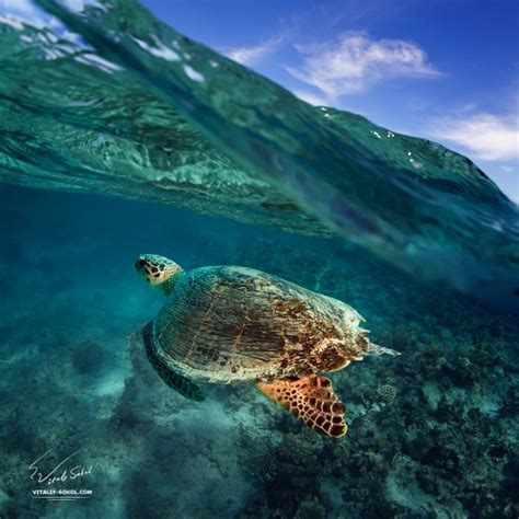 Spectacular Marine Life Photography Blog