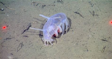 Sea Pigs Look Like Aliens And Live On The Ocean Floor