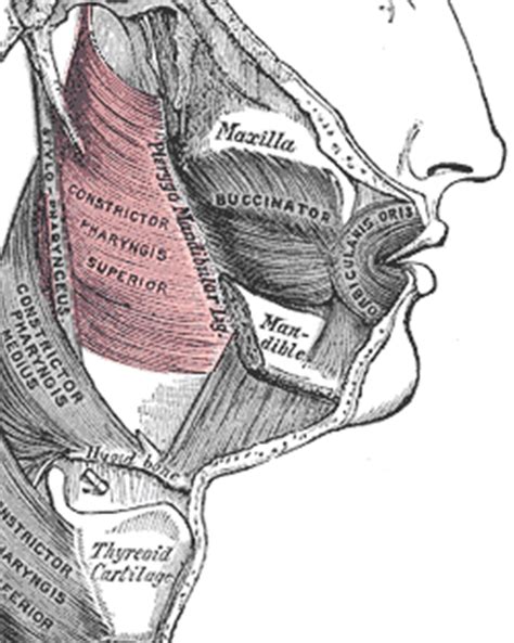 Pharyngeal External Circular Layer