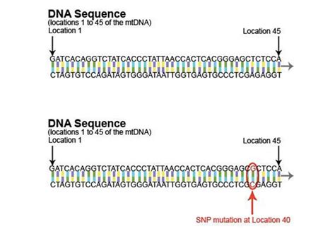 What Variation Occurs In The MtDNA Genebase